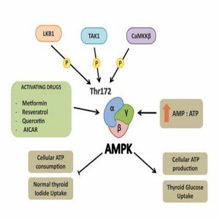 ampk