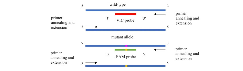 T790M mutation detection