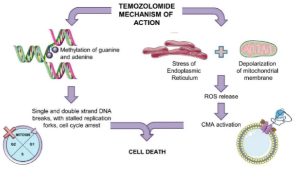 Mechanism Of Temozolomide