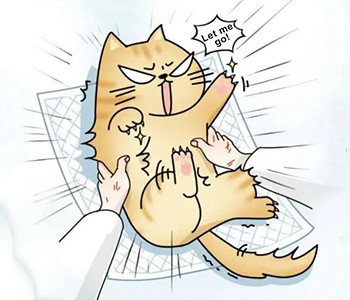 Beth Yw'r Gwahaniaeth Rhwng Anesthesia a Thawelydd? 5 Ffeithiau Rhaid eu Gwyb...